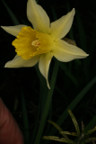 Narcissus pseudonarcissus RCP3-10 034.jpg